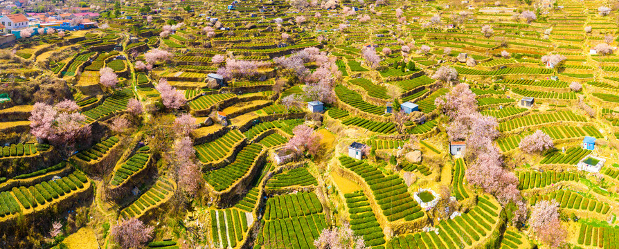 崂山雕龙嘴茶园