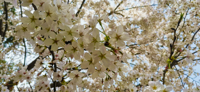 樱花