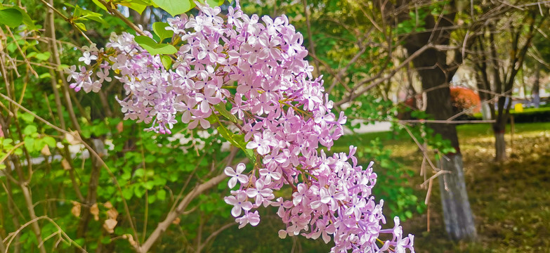 丁香花