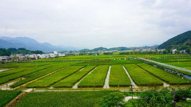 稻田基地