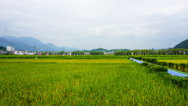 稻田贡米