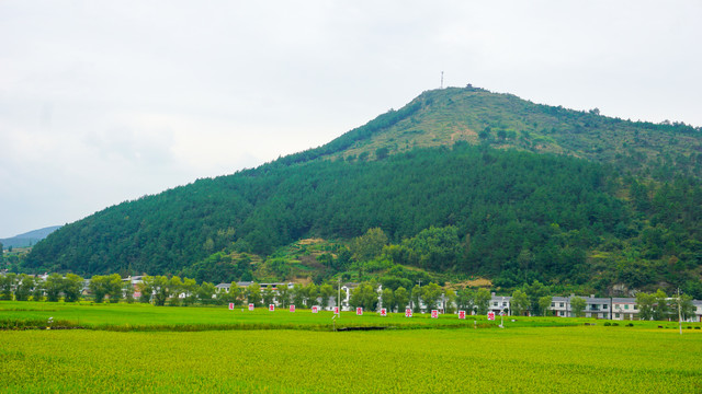 中峰稻田