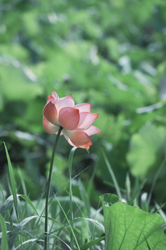 中国湖北武汉东湖荷花