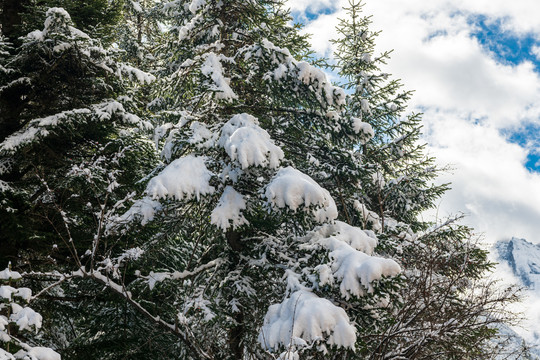 四川阿坝州毕棚沟冬季雪景图