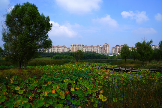 北京马家湾湿地公园