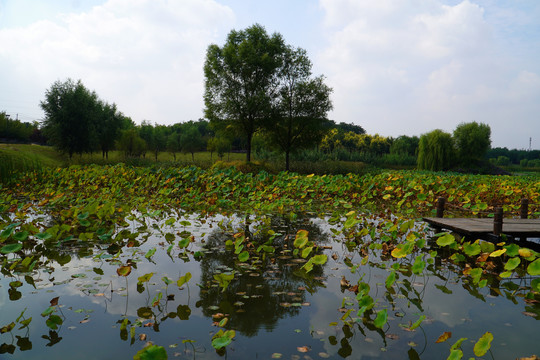 北京马家湾湿地公园