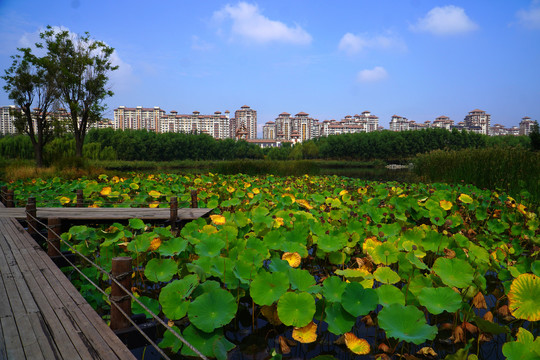 北京马家湾湿地公园