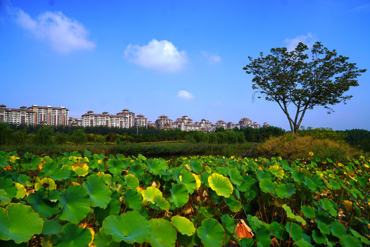 北京马家湾湿地公园