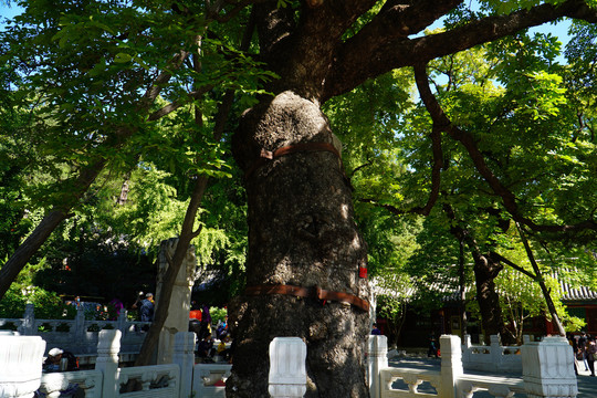 北京潭柘寺