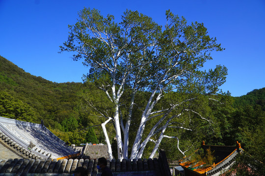 北京潭柘寺