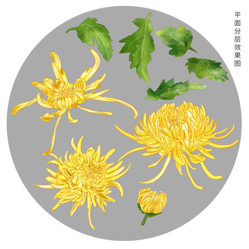 手繪金絲皇菊