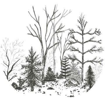 素描樹林