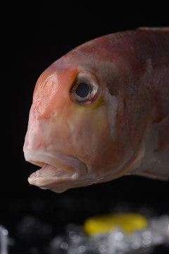 海鲜红石斑鱼