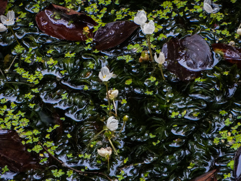 水生植物