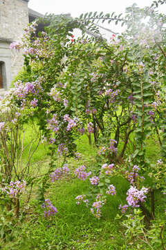 紫薇花树