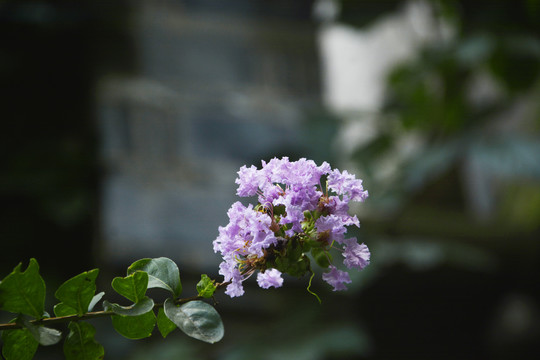 清新紫薇花