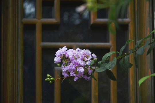 古鎮紫薇花