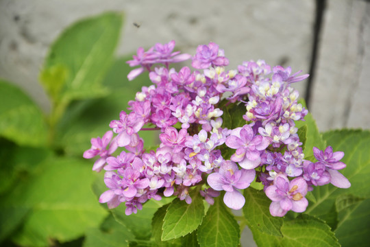 清新绣球花