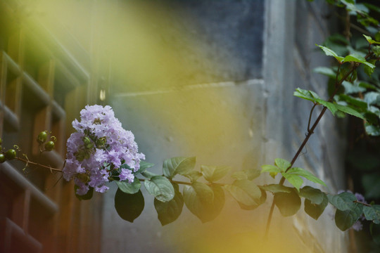紫色紫薇花