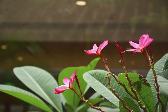 红鸡蛋花