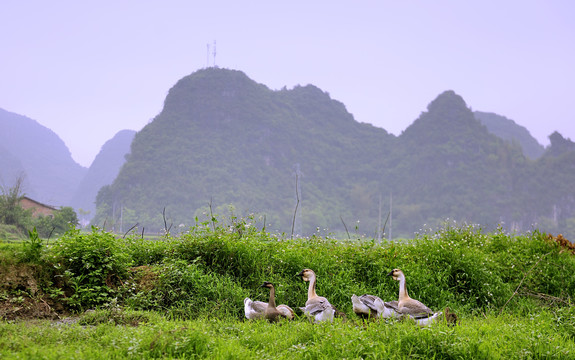 田園田野