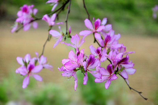 紫荆花