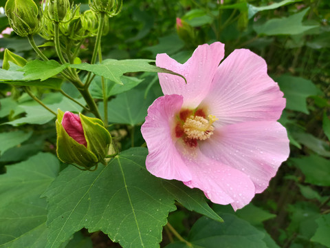 木芙蓉花