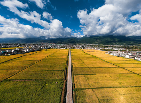 喜洲稻田