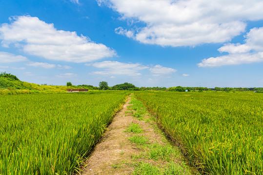 田埂