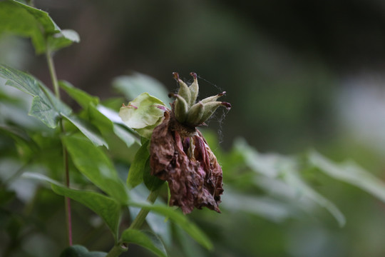 油用牡丹种植基地