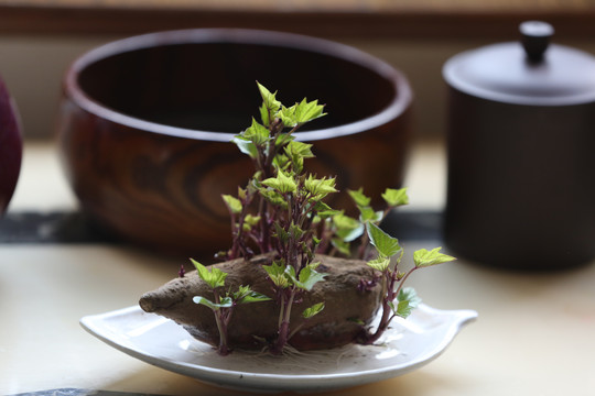 水培红薯发芽