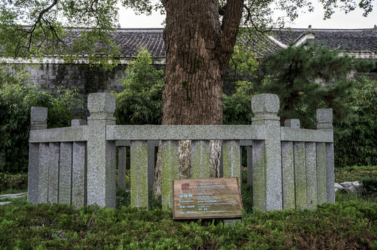 八大山人纪念馆的香樟树