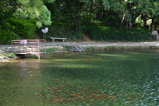 湖泊岸边