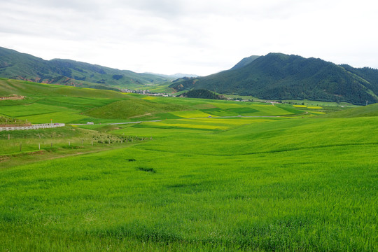 高山草甸