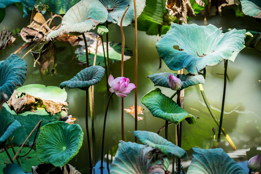 荷花池