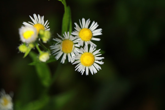 雏菊