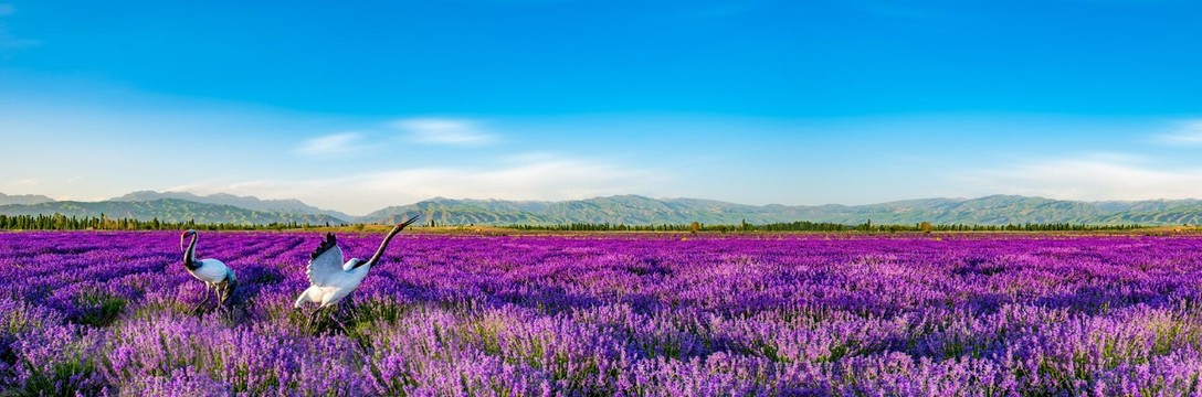 长景薰衣草种植园图