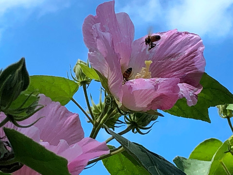 小蜜蜂与花卉