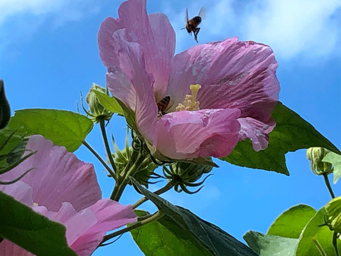 小蜜蜂与花卉
