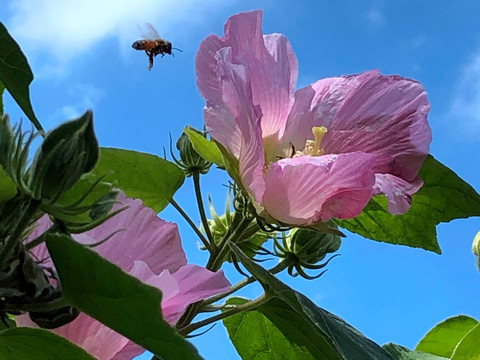 小蜜蜂与花卉