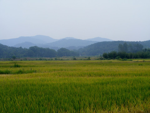 秋天稻田