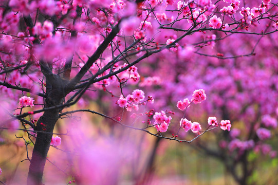 春天公园梅花