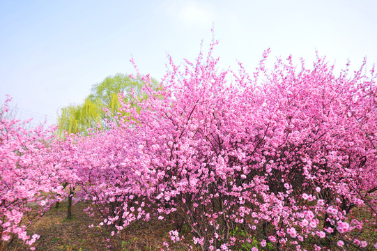 一片梅花