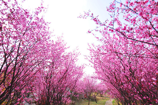 梅园花开