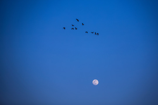 月亮与飞鸟
