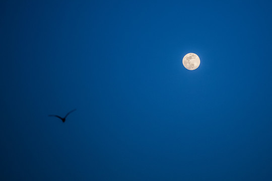 月亮与飞鸟