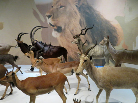 非洲动物标本