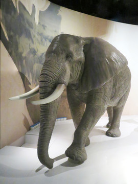 大象标本