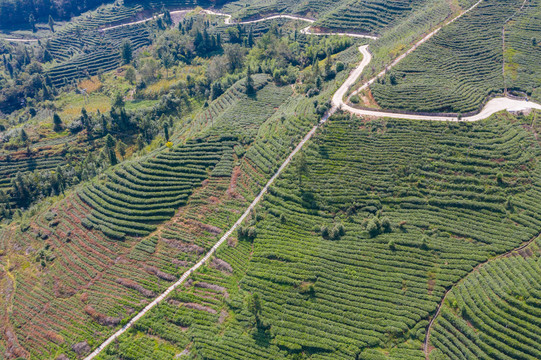 茶山茶园