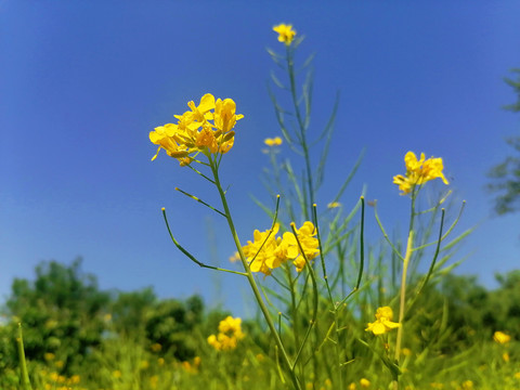 油菜花